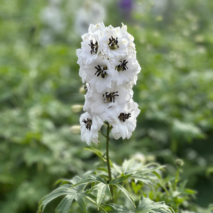 New Millenium™Black Eyed Angels Hybrid Bee Delphinium