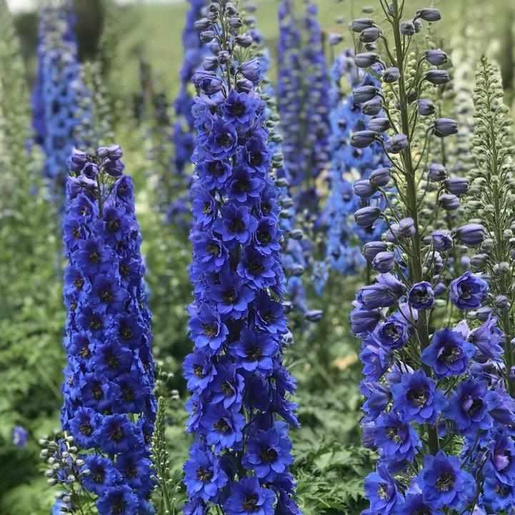 New Millenium™Blue Buccaneers New Millenium™Hybrid Delphinium