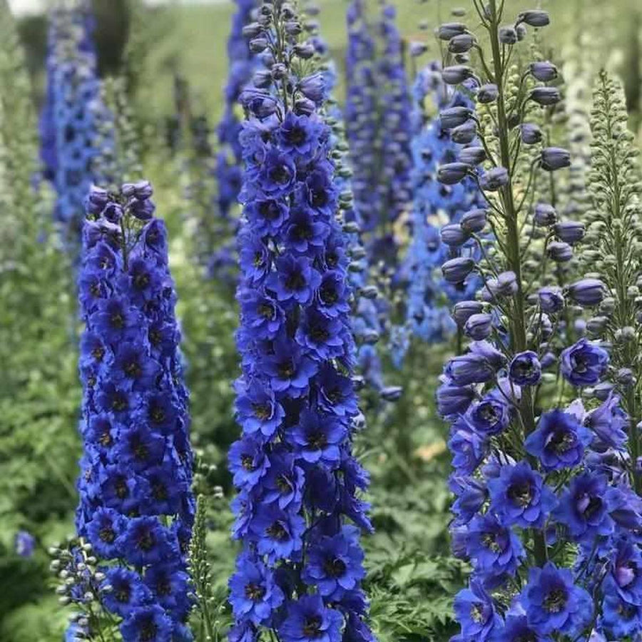 New Millenium™Blue Buccaneers New Millenium™Hybrid Delphinium |Prides Corner Farms