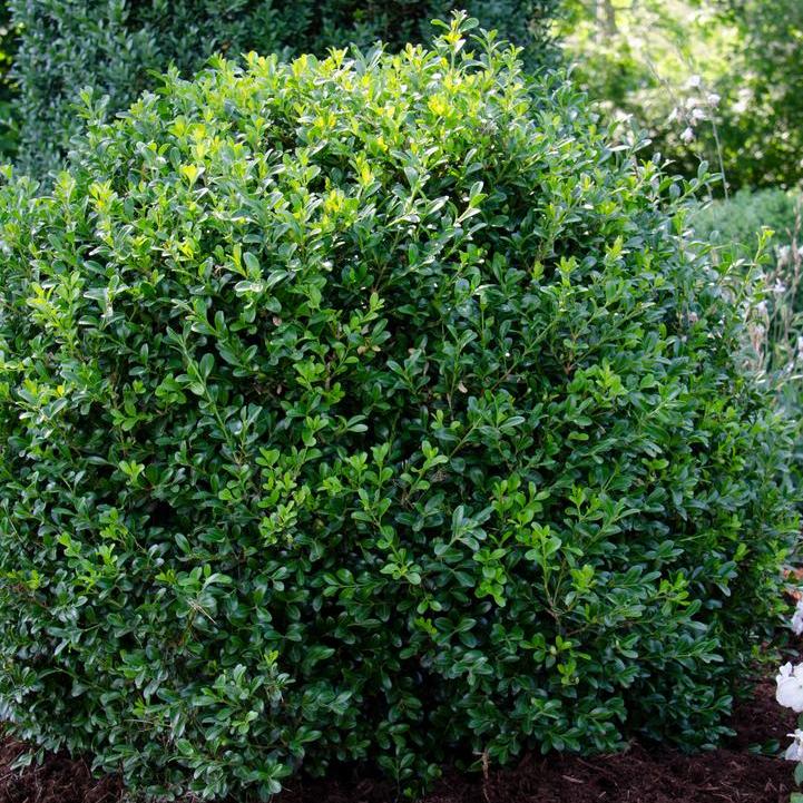 NewGen Independence® Boxwood