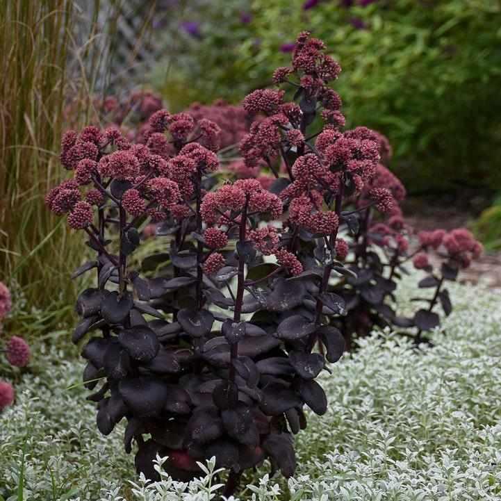Night Embers Stonecrop