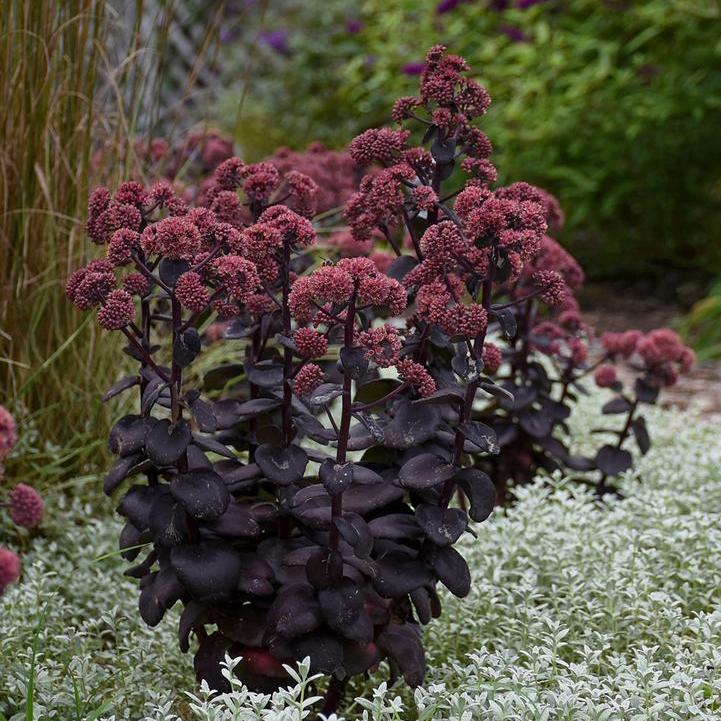 Night Embers Stonecrop