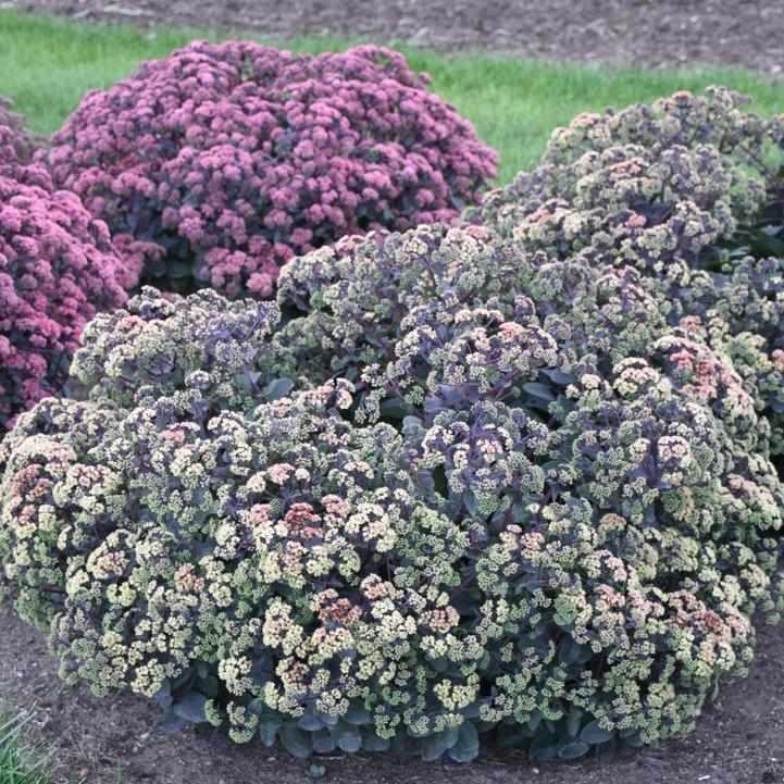 Night Light Stonecrop