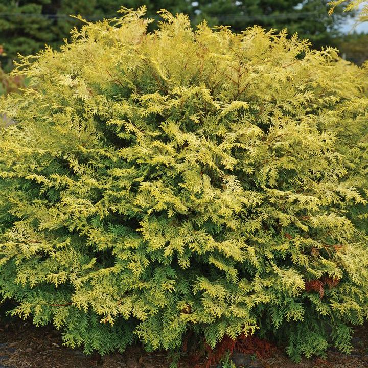 Night Light® Hinoki Cypress