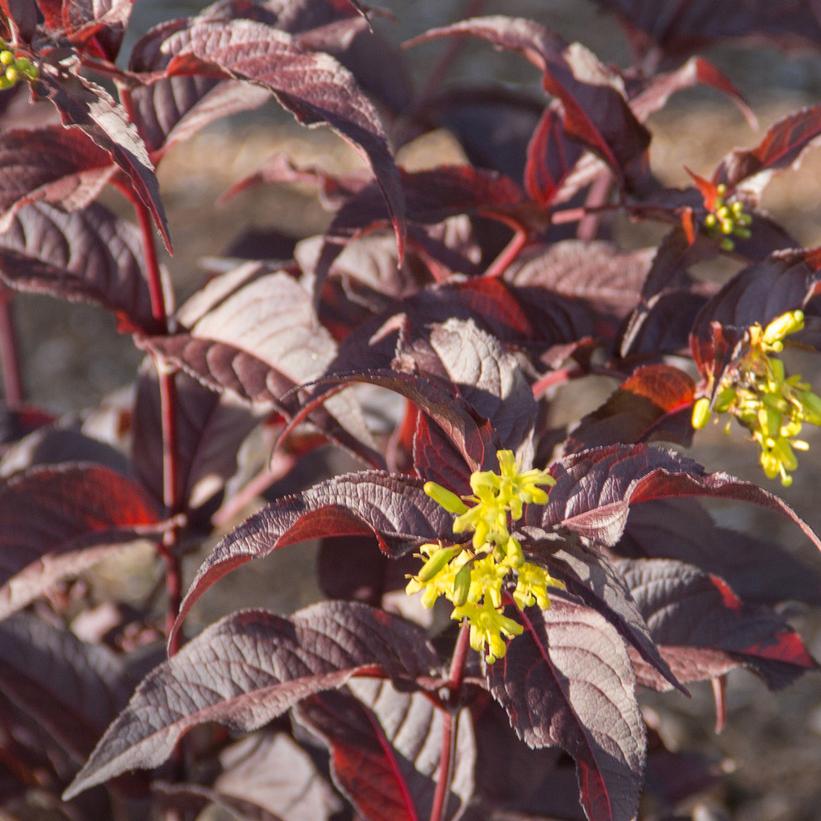 Nightglow Bush Honeysuckle