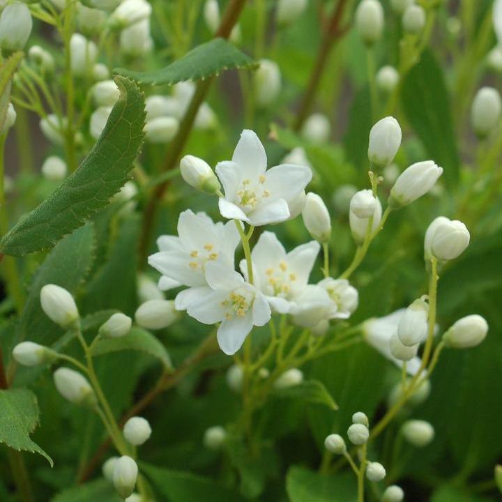 Nikko Deutzia
