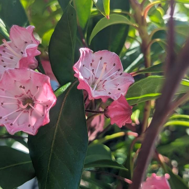 Nipmuck Mountain Laurel