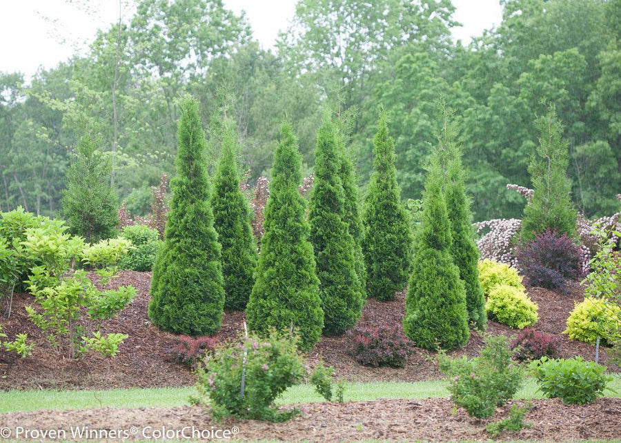 North Pole® Arborvitae