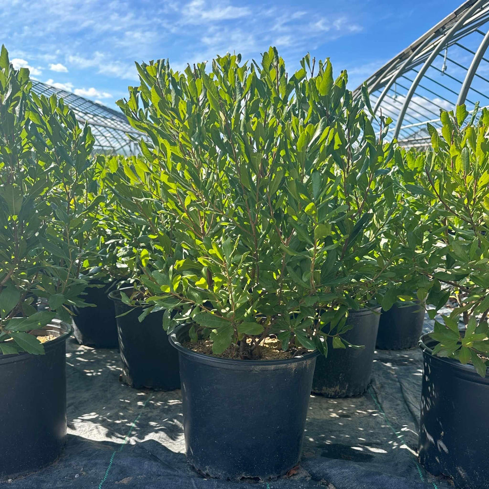 Northern Bayberry