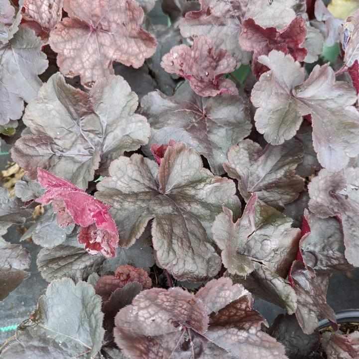 Northern Exposure® Black Coral Bells