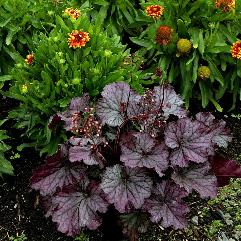Northern Exposure® Purple Coral Bells