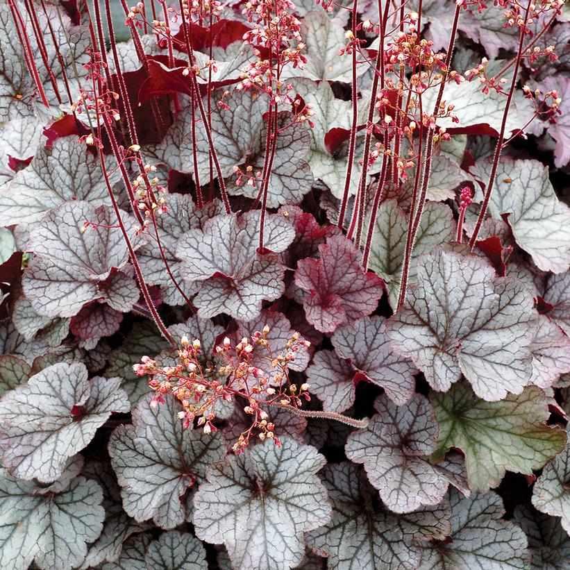Northern Exposure® Silver Coral Bells