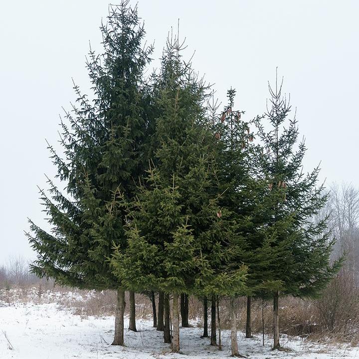 Norway Spruce