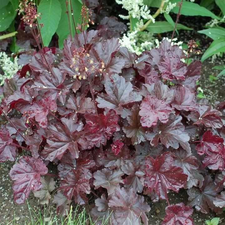 Obsidian Coral Bells