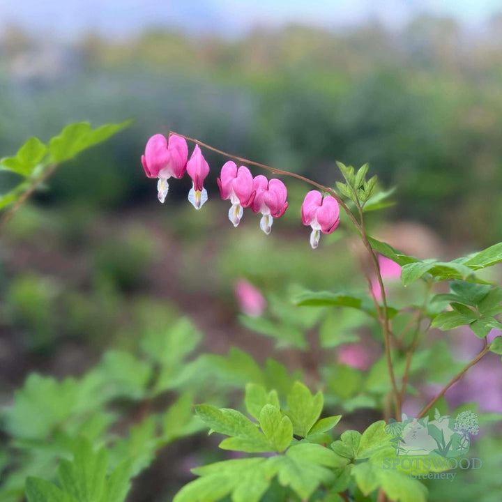 Old Fashioned Bleeding Heart