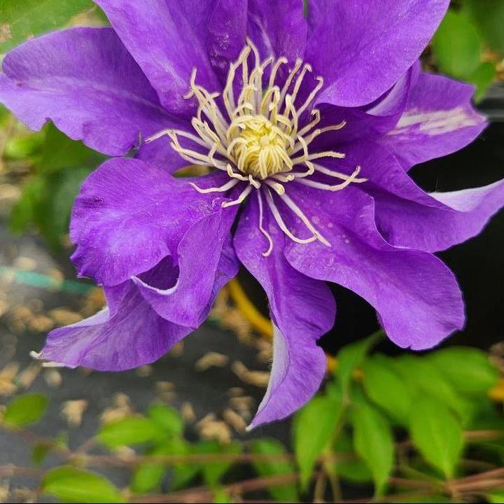 Olympia® /clematis