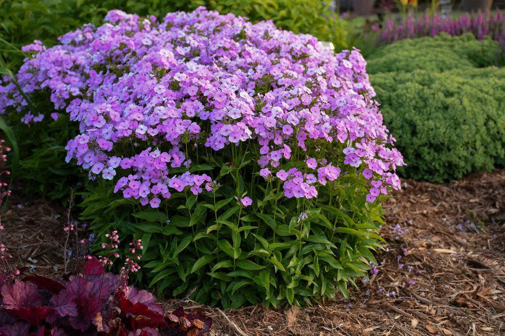 Opening Act ® Blush Hybrid Garden Phlox