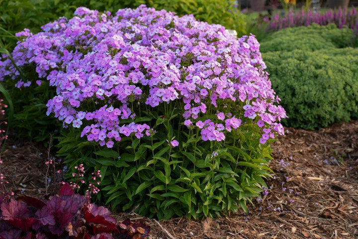 Opening Act ® Blush Hybrid Garden Phlox