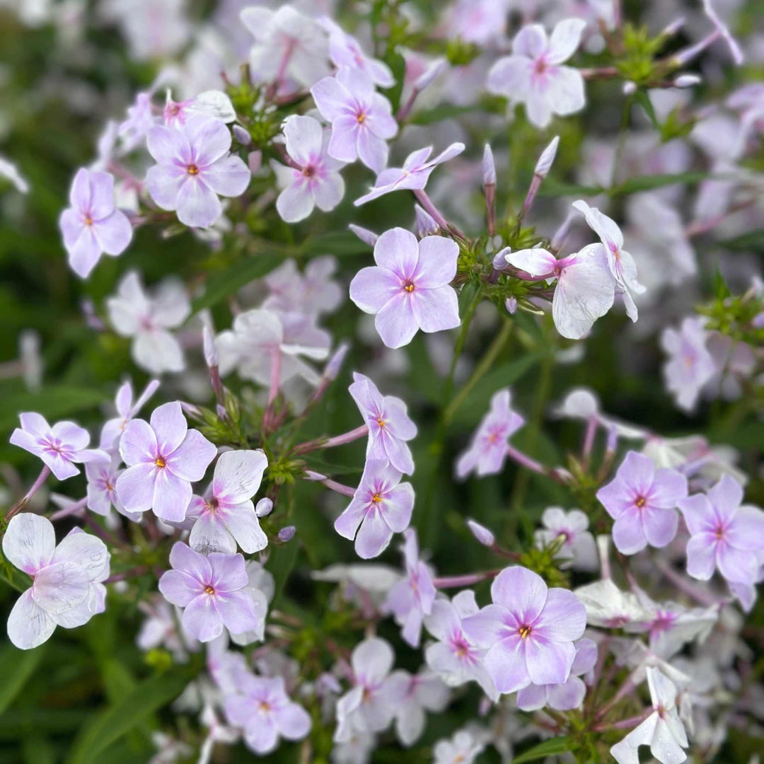 Opening Act® Pink-a-Dot Garden Phlox