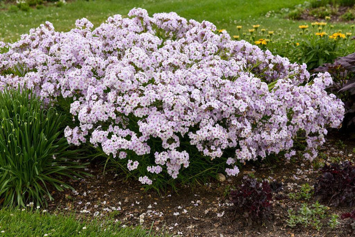 Opening Act® Pink-a-Dot Garden Phlox