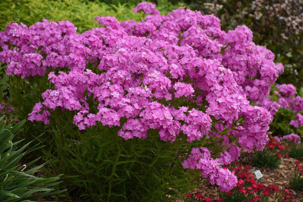 Opening Act® Ultrapink Hybrid Phlox