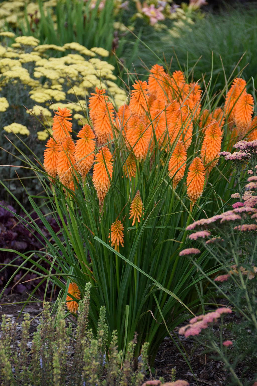 Orange Blaze Red Hot Poker
