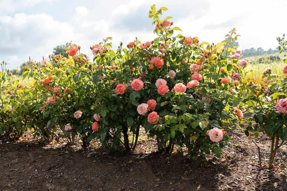 Orange Glow Knock Out® Rose