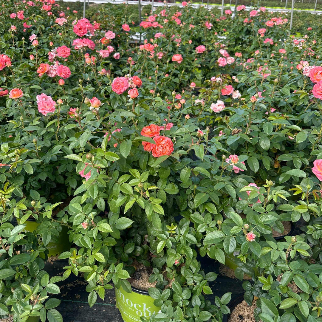 Orange Glow Knock Out® Rose