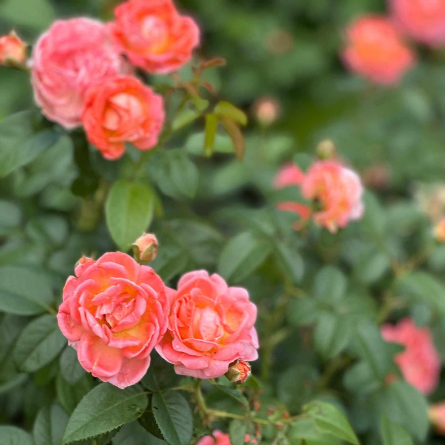 Orange Glow Knock Out® Rose
