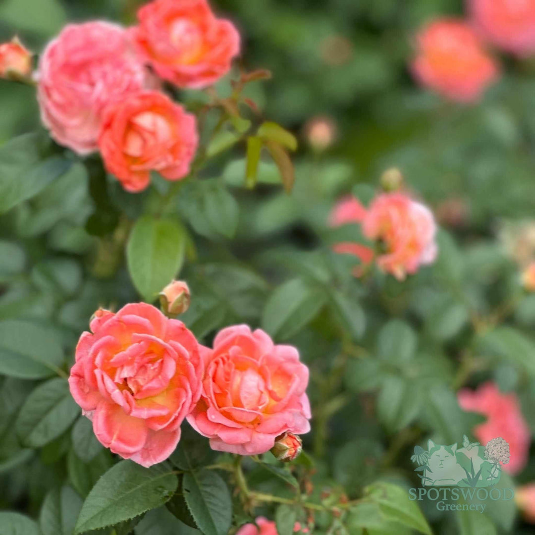Orange Glow Knock Out® Rose |Spotswood Greenery