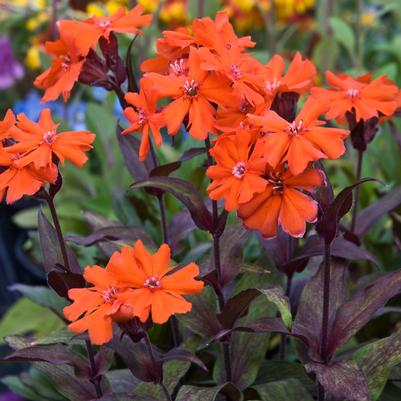 Orange Gnome Arkwright's Campion