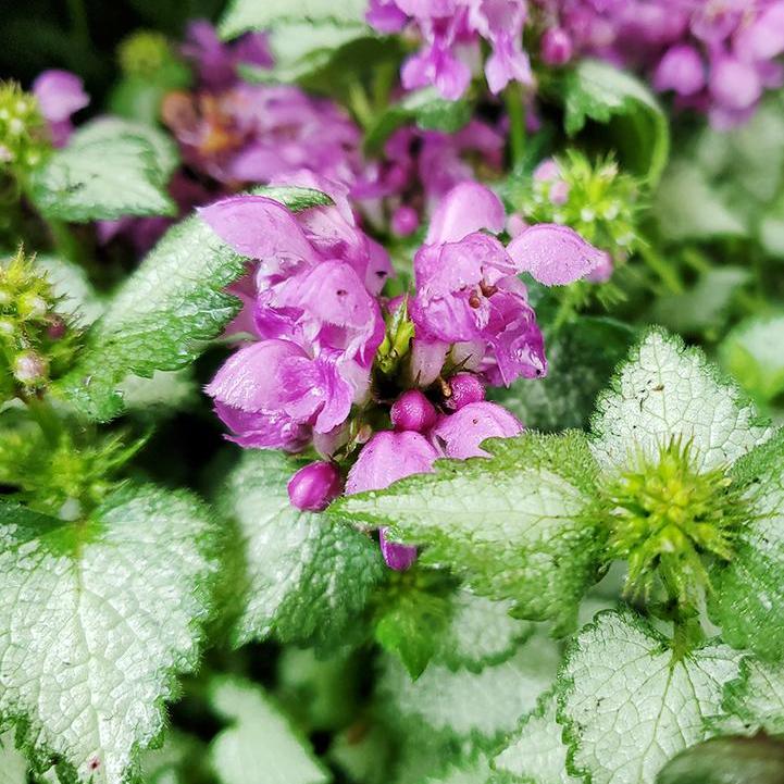 Orchid Frost Lamium