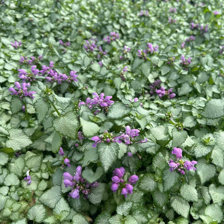 Orchid Frost Lamium