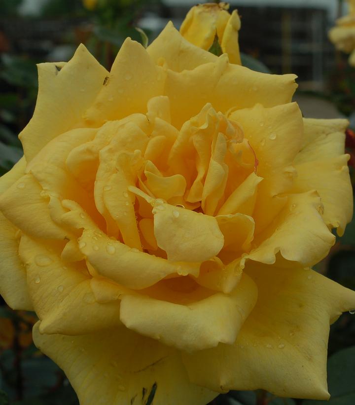 Oregold Hybrid Tea Rose