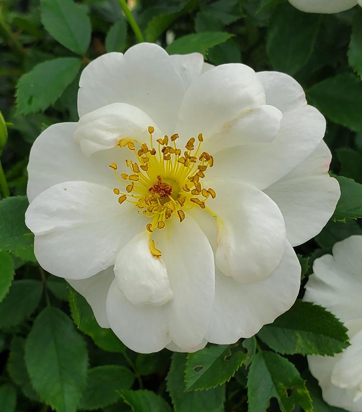 Oscar Peterson Easy Elegance® Rose