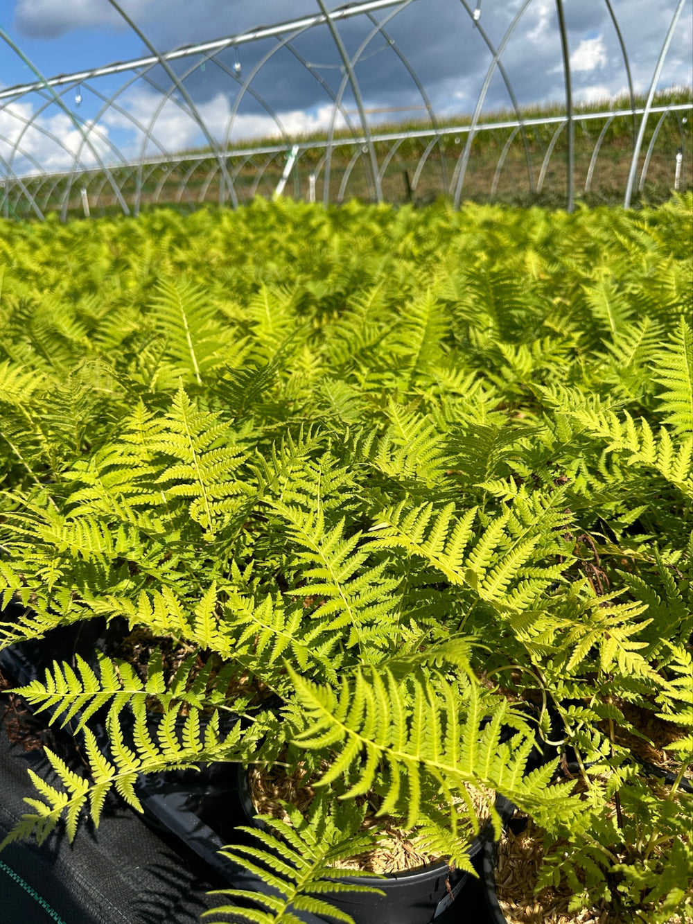 Ostrich Fern