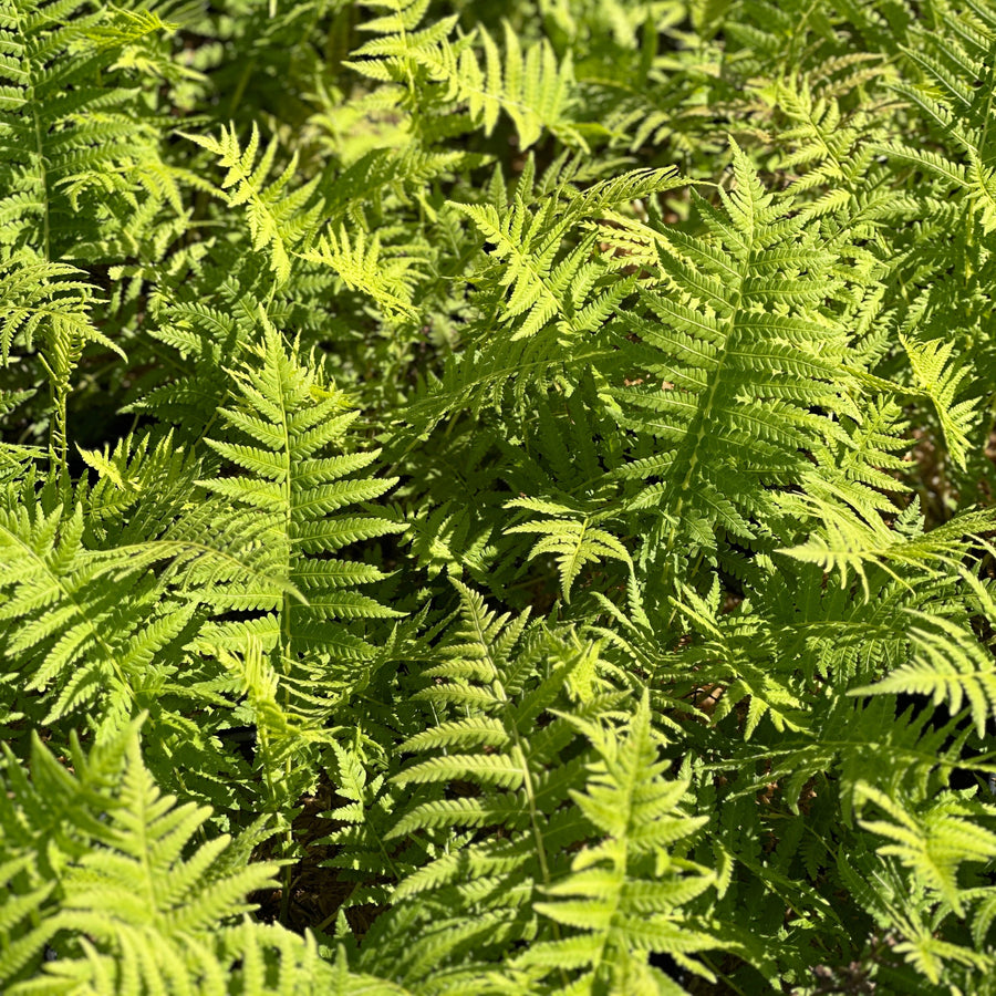 Ostrich Fern