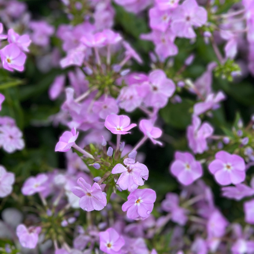 Opening Act ® Blush Hybrid Garden Phlox