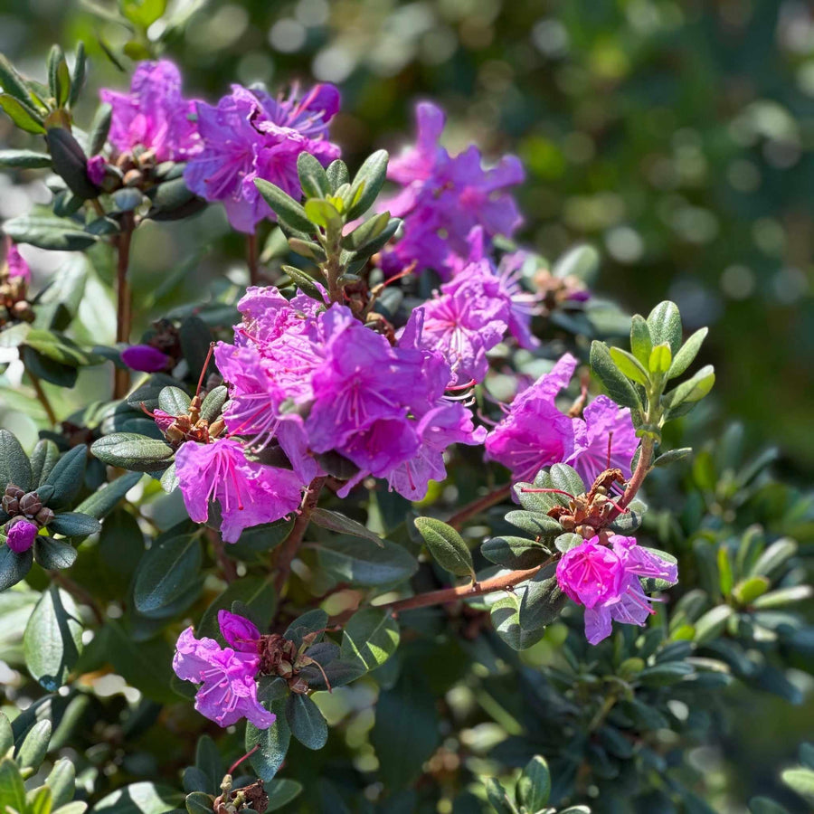 PJM Elite Rhododendron