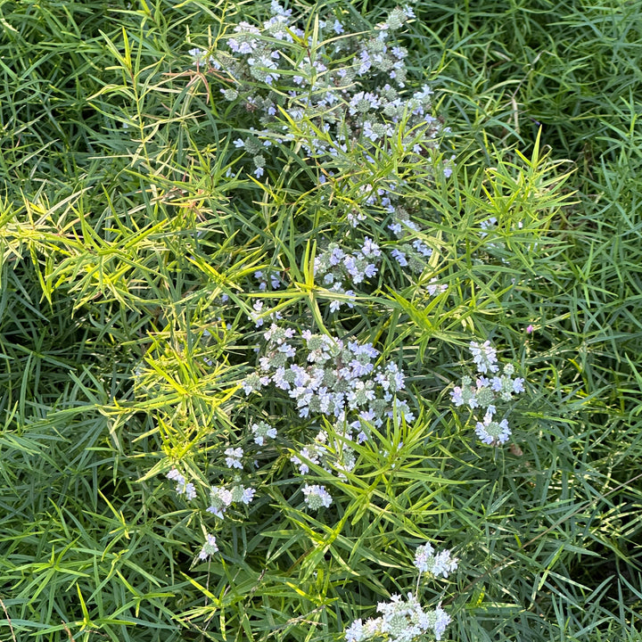 Slender Mountain Mint