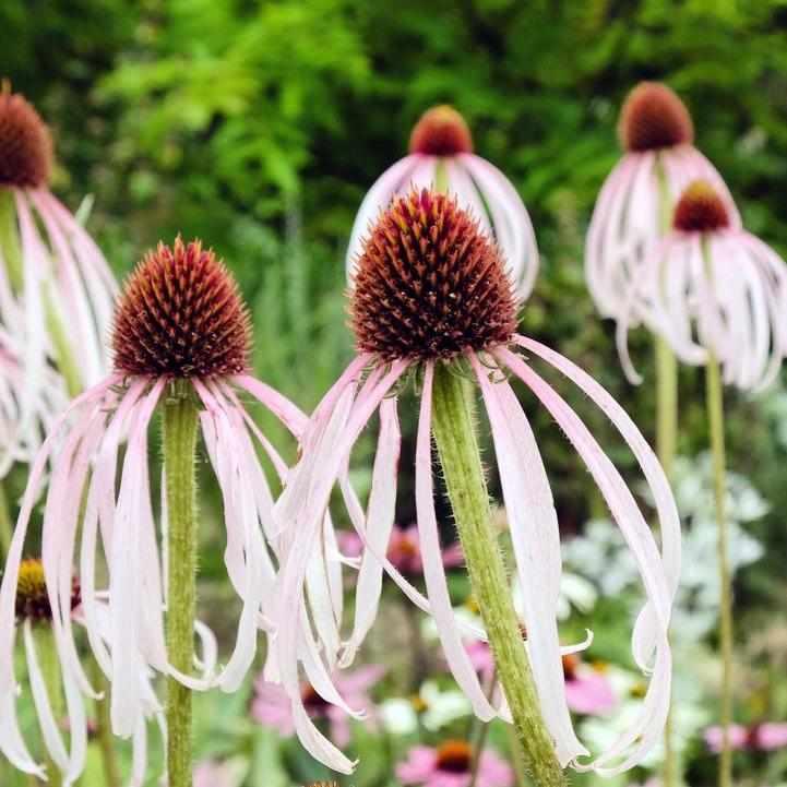 Pale Purple Coneflower