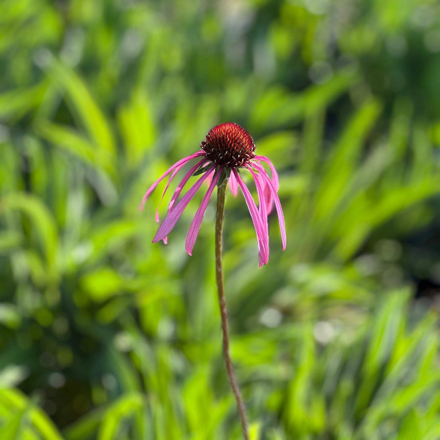 Pale Purple Coneflower