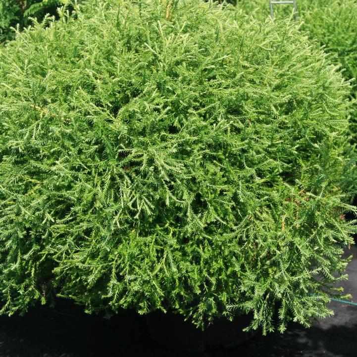 Pancake® Arborvitae