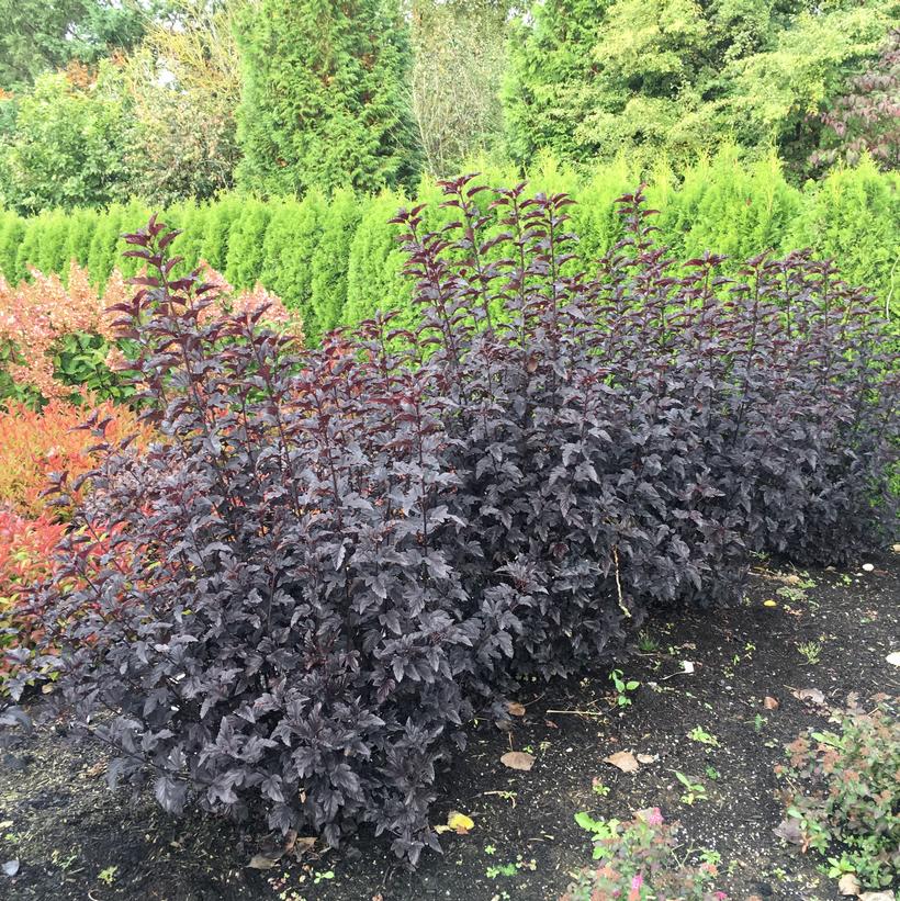 Panther® Ninebark