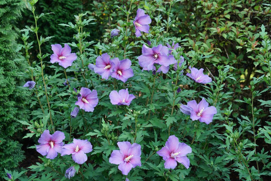 Paraplu Violet® Rose of Sharon