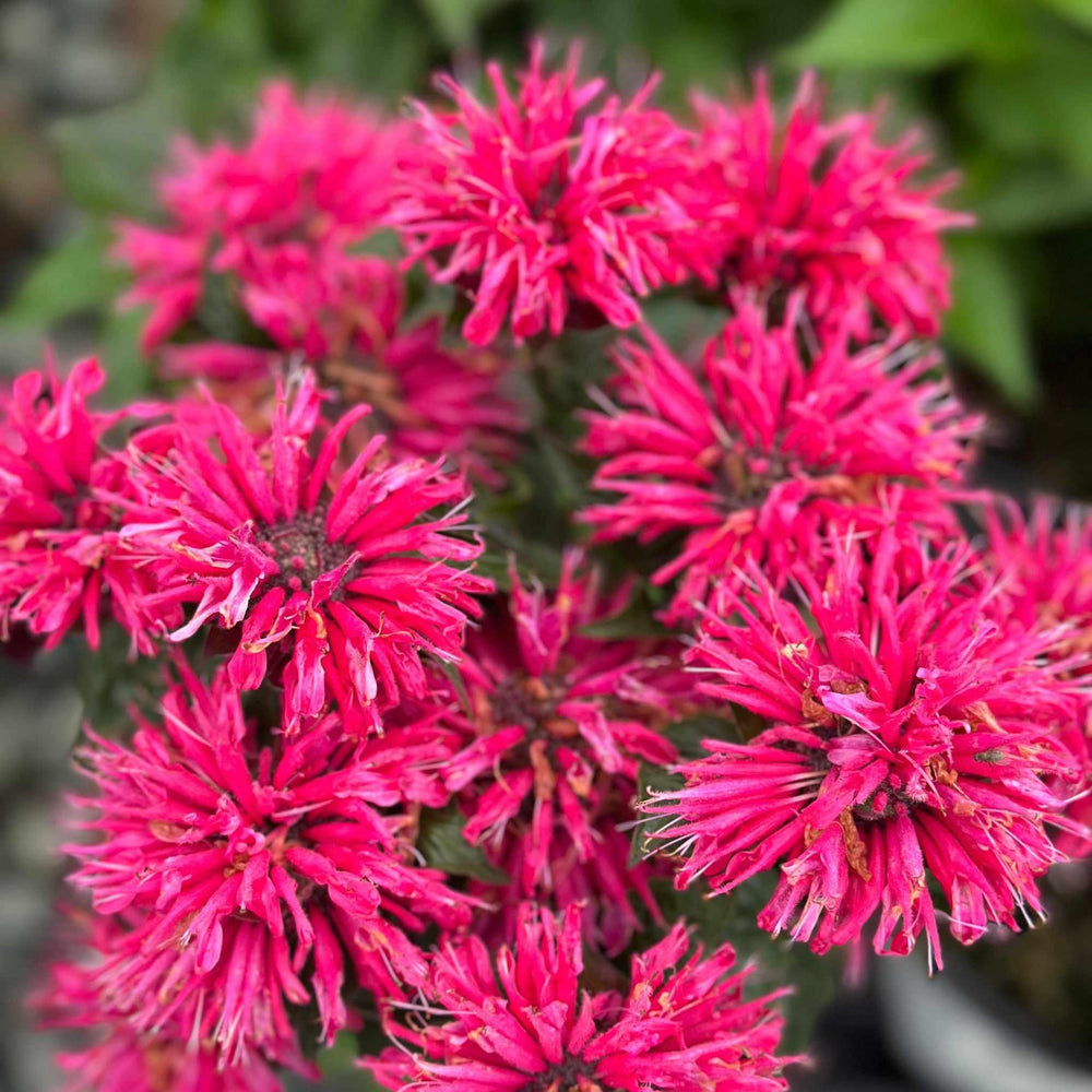 Pardon My Cerise Bee Balm
