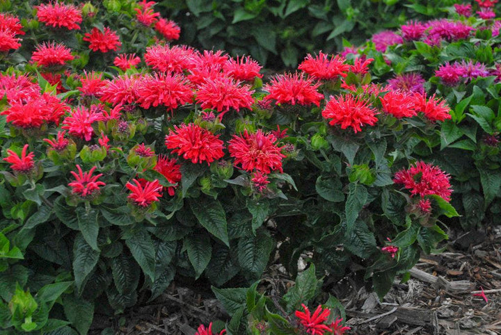 Pardon My Cerise Bee Balm