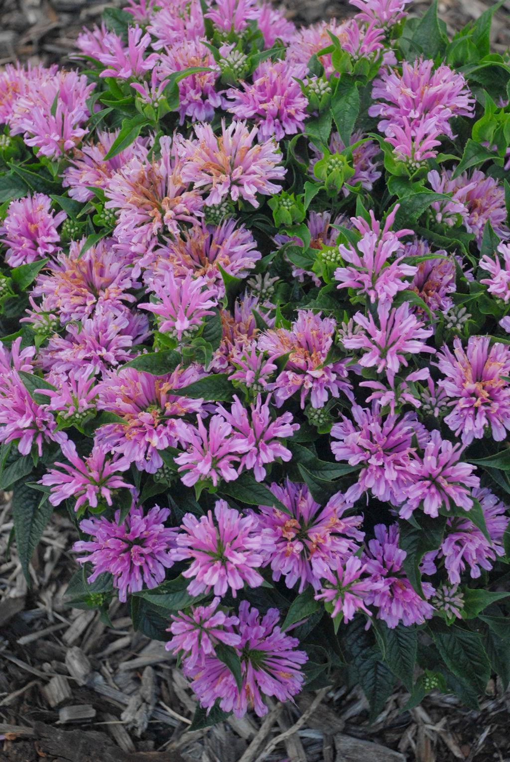 Pardon My Lavender Bee Balm