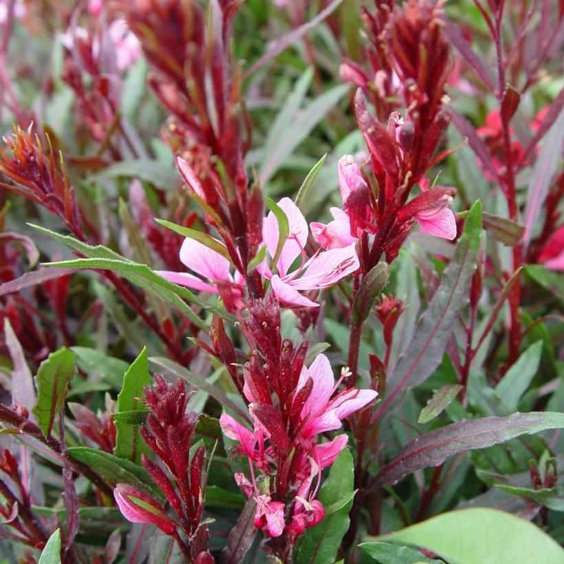 Passionate Blush® Wandflower