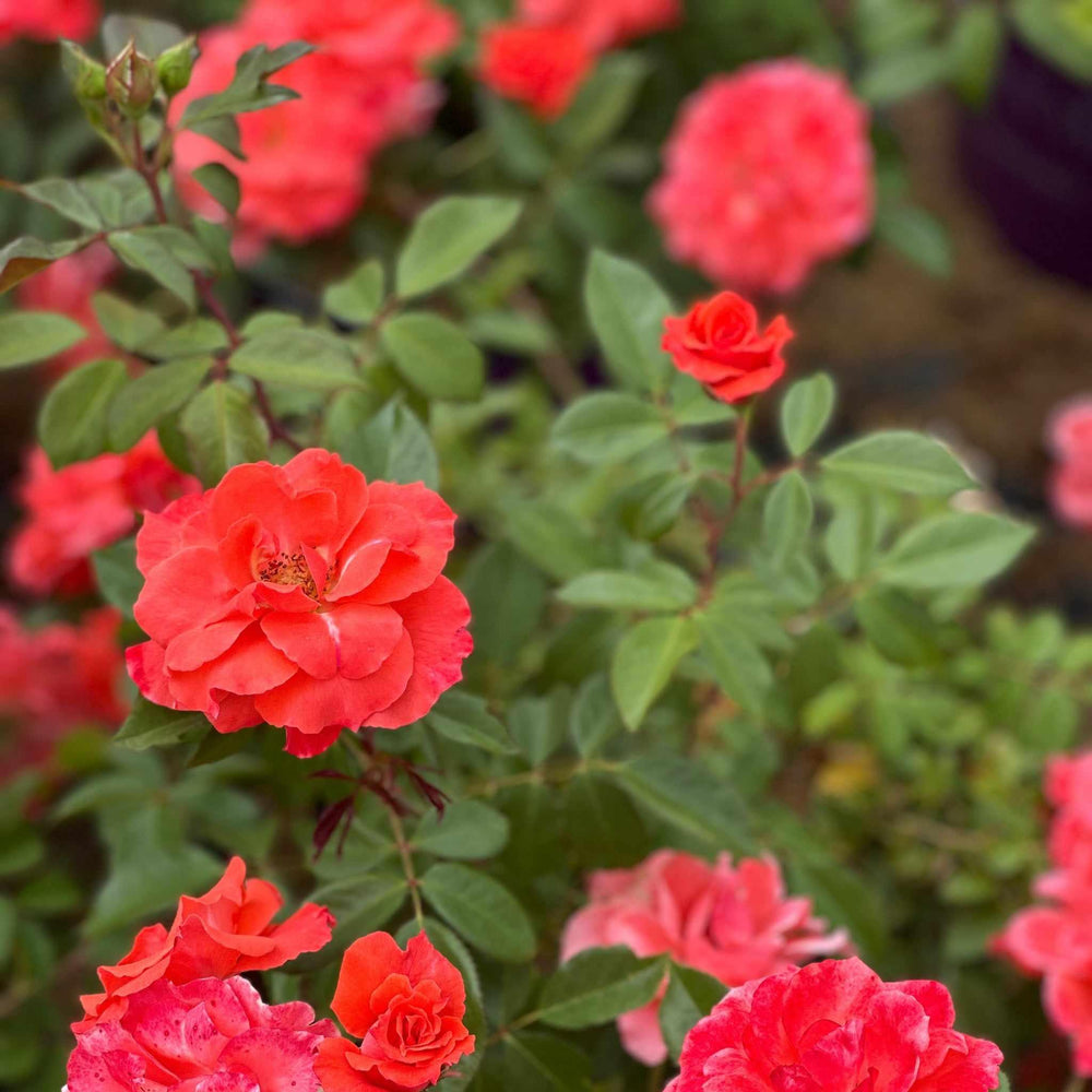 Patriot Dream Rose